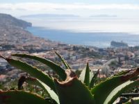 Pico dos Barcelos - Blick auf Funchal und Hafen