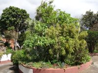 Funchal, Esmeraldas Kräutergarten - Trompetenbaum