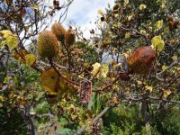  Esmeraldas Kräutergarten, Lippenstift- Frucht