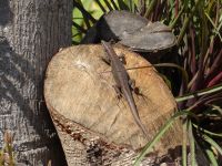 in Esmeraldas Kräutergarten