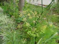 Esmeraldas Kräutergarten - Fenchel