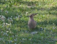Tag 2 11.03.2023 Amman, Citadelle, Wiedehopf