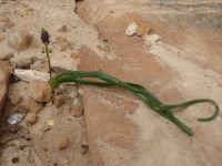 Tag 6 15.03.2023 Petra, Die Wüste lebt