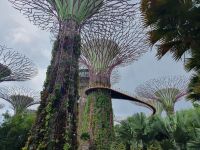 Singapur, Gardens by the Bay, Supertrees
