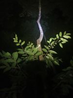 Taman Negara, nächtliche Dschungelwanderung