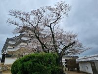 Burg Himeji - Kirschblüte 