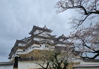 Burg Himeji - Kirschblüte 