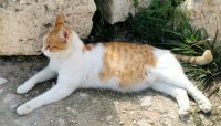 Eine schwangere Katze sonnt sich in der Frühlingssonne, Jerash