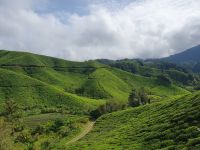 Cameron Highlands, BOH Teeplantage