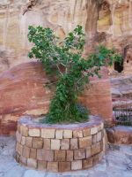 Es grünt in Petra auch im Siq, der Schlucht