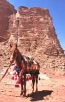 Schön geschmücktes Pferd wartet auf Reiter im Wadi Rum