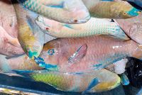 bunte Fische