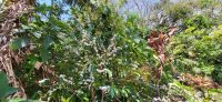 146 Kaffeebaum in voller Blüte