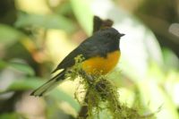 158  Braunkappen Waldsänger