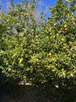 Aussicht bei der Zugfahrt mit dem roten Blitz