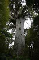 Tag 5 - Neuseeland - Waipoua Forest - Tane Mahuta (2)