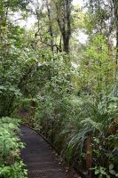 Tag 5 - Neuseeland - Waipoua Forest (5)