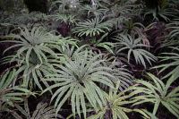 Tag 10 - Neuseeland - Tawhai Falls (4)