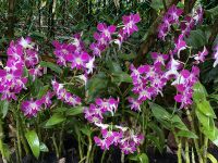 Orchideen im National Orchid Garden Singapur