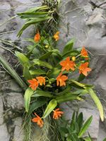 Orchideen im National Orchid Garden Singapur