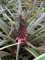 Ananaspflanze im National Orchid Garden Singapur