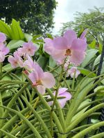 Orchideen im National Orchid Garden Singapur