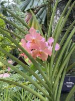 Orchideen im National Orchid Garden Singapur