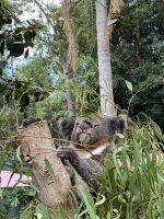 Koala im Featherdale Wildlifepark