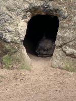 schlafendes Wombat im Featherdale Wildlifepark
