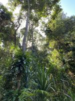 Regenwald in Kuranda