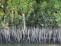 Mangrovenwald im Daintree Nationalpark