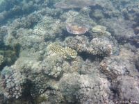 Korallen im Great Barrier Reef