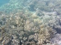 Korallen im Great Barrier Reef