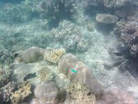 Korallen im Great Barrier Reef