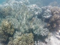 Korallen im Great Barrier Reef