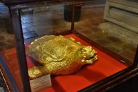 Die weise Schildkröte