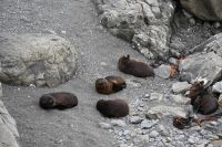 Tag 12 - Neuseeland - Neuseeländische Pelzrobbe (2)