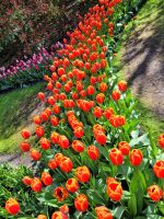 042 Keukenhof