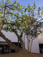 Feigenbaum