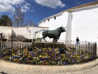 Das Iberische Kampfrind - el Torro