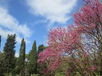 Judasbaum und Zypressen in Villa Borghese