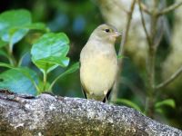 Neuseeland Nordinsel - Pukaha Wildlife Centre