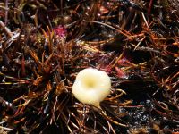Neuseeland Südinsel - Lewis Pass - Alpine Nature Walk