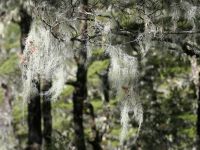 Neuseeland Südinsel - Lewis Pass - Alpine Nature Walk