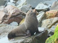 Neuseeland Südinsel -  Oamaru - Seebären
