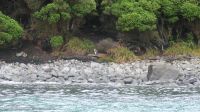 Neuseeland - Stewart Island - Gelbaugen Pinguin