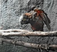 Neuseeland Südinsel - Queens Park - Kaka