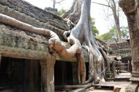 die Natur als Künstlerin