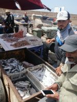auf dem Fischmarkt, Hafen von Essaouira
