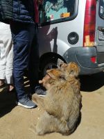 Fotostopp mit Berberaffen
